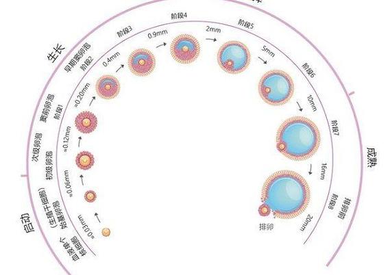  卵子发育