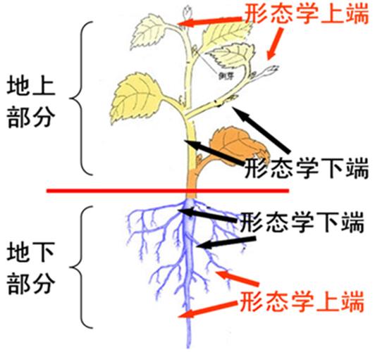 形态学