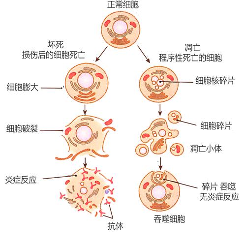  细胞死亡调控