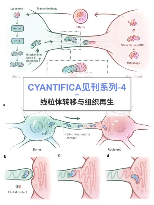 线粒体置换技术