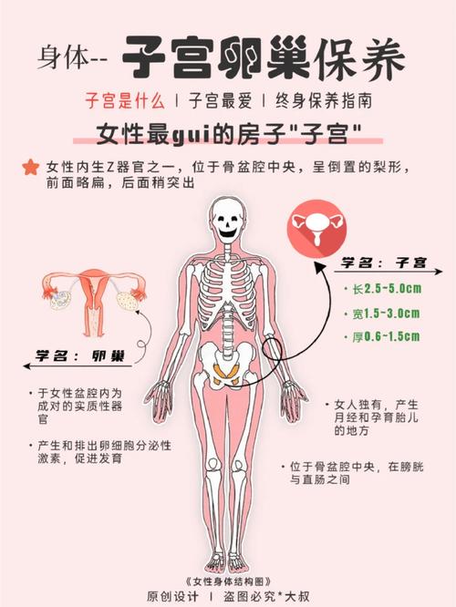 女性子宫健康