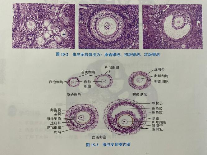 卵泡培育