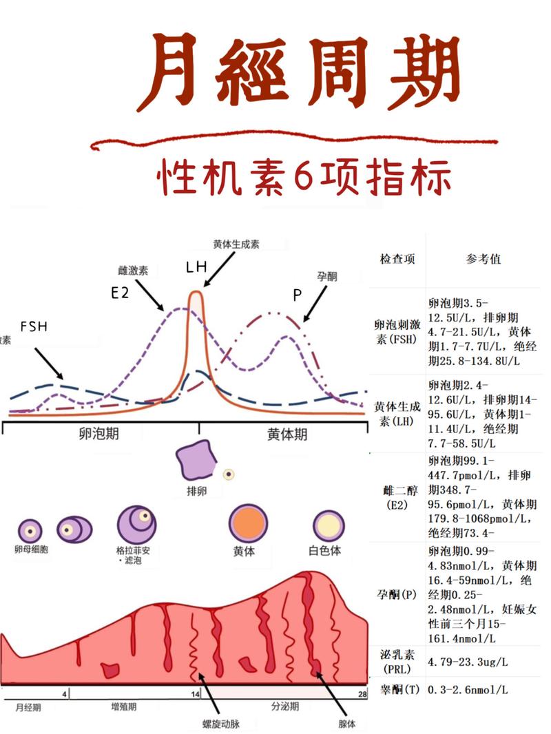  激素变化