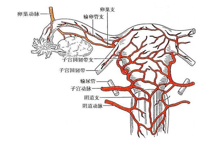 子宫动脉