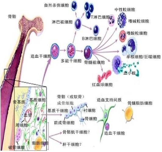 </h2>
<p>试管婴儿，泰国，高龄女性，成功率</p>

<h2>描述</h2>
<p>本文讲述了一位45岁女性在泰国进行试管婴儿治疗并成功怀孕的故事，展现了高龄女性实现生育梦想的可能性。</p>
----------