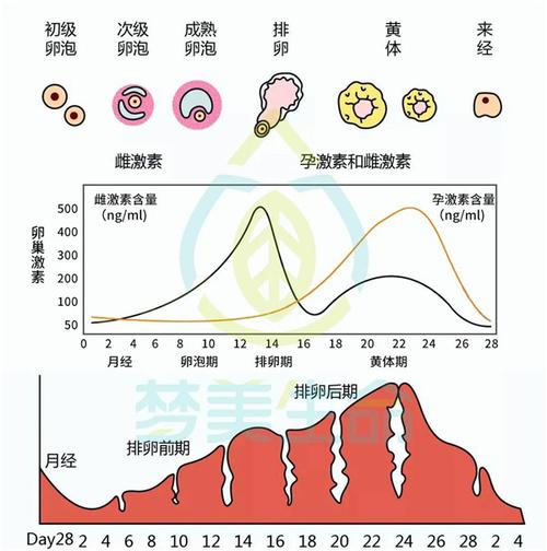 激素水平
描述: 本文详细介绍了试管婴儿选择最佳移植日期的相关因素，如子宫内膜状态、激素水平等，还讲述了常见的移植方案及移植前后的注意事项，旨在帮助患者提高试管婴儿成功率，实现生育愿望 。